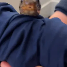 Happy I ❤️ Eastern Indigo Snake Day to all those who celebrate! Meet Bristol, the Eastern Indigo Snake Animal Ambassador here at the Zoo and get an up close look at those beautiful “indigo” scales!😍💙💜