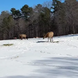 Not even snow stands in the way of the elk and their snacks! ❄️🍽️🦌