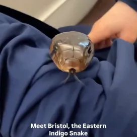 Happy I ❤️ Eastern Indigo Snake Day to all those who celebrate! Meet Bristol, the Eastern Indigo Snake Animal Ambassador here at the Zoo and get an up close look at those beautiful “indigo” scales!😍💙💜