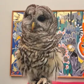 Terra is enjoying her “Superb Owl” snacks! 😋🦉🏈 Terra is a Barred Owl and came to the Zoo through our Wildlife Rehab Center close to 20 year ago, with an injury to her eye that deemed get non-releasable. Even with her limited sight, she can still see well and enjoys interacting with enrichment. #SuperbOwlSunday