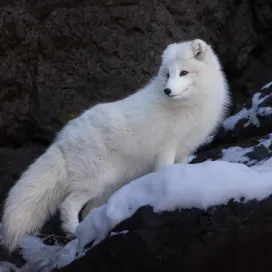 Sharing some favorite images of the animals enjoying their snow days! ❄️ During winter weather and cold temperatures, all animals have warm places to cozy up. When we do get snow, many animals at the Zoo can choose to be outdoors in the snow or retreat to their heated indoor spaces. This autonomy allows them to engage with their surroundings naturally ensuring they enjoy the best of both worlds according to their needs and preferences. 🤍