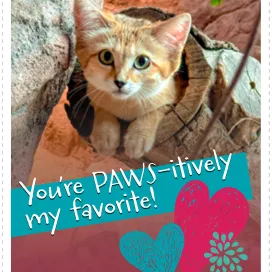 💖 We’re spreading the love this week with our North Carolina Zoo-themed Valentine’s Cards! 💌
✂️ Simply download the free PDF on our website; print it double-sided and cut out to share with friends & loved ones! nczoo.org/valentines
✨ Shoutout to our graphic design team for pulling these together! 🙌