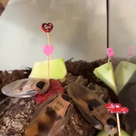 The Animal Ambassador Caribbean Giant Cockroaches had some Valentine’s Day love added to their meal. 🥒❣️ Native to South America and the Caribbean Islands, they are also called cave cockroaches. They will flap their wings in mating rituals and the males are known to bring females a sugary gift (food item) during mating. 💖 Bet you didn’t think today would be the day that you learned something about cockroach love, but that’s what we’re here for. 😂 🫶 Happy Valentine’s Day!