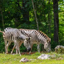 Lunar New Year is a time of celebration, and this year, we welcome the Year of the Horse! Horses symbolize strength, freedom, and perseverance. However, we must clarify that, unfortunately, we do not have horses at the Zoo. And no, zebras don’t count! 🐴 ❌ 🦓
Many people often think of zebras and horses as closely related because they share a similar body shape and belong to the same family, Equidae. However, they are distinct species with notable differences. Horses (Equus caballus) are domesticated animals, while zebras (Equus quagga) are wild animals famous for their black-and-white stripes.
Zebras are actually more closely related to donkeys than to horses. Their stripes serve as a form of camouflage and help them evade predators in the wild. When running in a large herd, their stripes can cause confusion making it difficult for the predator to single out individuals. Horses, on the other hand, have been bred for various purposes, including work and companionship, leading to a wide variety of breeds with different characteristics. Horses are also generally larger and more varied in size, whereas zebras are more uniform, often similar in size to a pony. 🦓
So, while we may not have horses at the Zoo, we can certainly appreciate the unique equine qualities of both horses and zebras as we celebrate the Year of the Horse! ❤️ 🧧