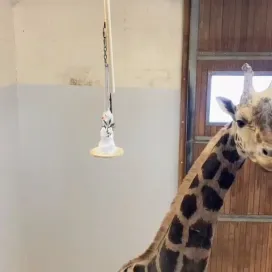 For some of the animals that cannot go out in the snow, the snow is brought inside to them! Jack didn’t know what to think of his frozen friend enrichment! ⛄️😂
