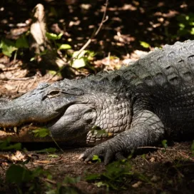 Today is ‘Reverse the Red' Day! This day highlights the need for conservation efforts to save endangered species, reversing the “red” of their status: to decrease the species' endangered status out of the red zone, helping them recover and bring their status to one of least concern. It reminds us that together, we can help vulnerable wildlife. 🐾
A great example of a successful Reverse the Red story is the American alligator! Once nearly extinct, conservation efforts and federal protection helped them make a full recovery. 🐊
Here at the North Carolina Zoo, we are working to ‘Reverse the Red’ as an active member of breeding programs and AZA SAFE (Saving Animals From Extinction) programs, helping increase population numbers and maintain genetic diversity. 🧬
Our conservation efforts extend beyond Asheboro, where staff work globally in the field using SMART (Spacial Monitoring and Reporting Tool), which allows rangers trained by Zoo staff to record data about encounters in the field, and track their patrols. With SMART, the Zoo is not only putting powerful technology in the hands of rangers, we are giving them the advantage they need to be one step ahead of poachers. Through our many efforts, they all share the same goal: saving wildlife and wild places. 🌍 #ReverseTheRed