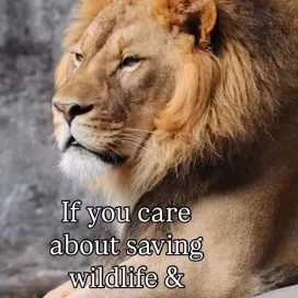 Saving wildlife and wild places, it’s the heart of what we do! 💚🐾