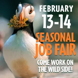 Join our wild crew for a fun summer working at the Zoo! 🌞
Being ranked the #1 Zoo in the nation is no small feat! We welcome more than a million guests each year and we are looking for seasonal employees to help ensure our guests have a positive and memorable Zoo experience!
Our peak operating season is March – October. 🗓️ We offer an array of job opportunities throughout different departments at the Zoo. If you love people and are interested in saving wildlife and wild places for the future, this is the place for you!👏
The North Carolina Zoo offers seasonal opportunities in Admissions, Transportation, Attractions, Environmental Services, Education, Food Services, Gift, and EMT/Security. 🤩
Candidates must be able to work a flexible schedule, including weekends, evenings, and holidays. Come to the job fair to meet Zoo Employees already working in these areas, then apply for what works best for YOU! 🫵
🗓️ Dates: Friday, February 13 & Saturday, February 14
🕙 Time: 10 a.m. to 2 p.m.
📍 Location: Multipurpose Room, Stedman Education Building, North America Parking Lot
Bring yourself and your curiosity! This is a recruitment event, so the Zoo will not hire people on the spot, but rather provide information about the Zoo areas in need of help.