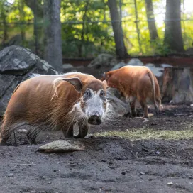 Happy Galentine’s Day from the ‘gals' at the Zoo! 🐾 Many of the animal habitats at the Zoo are all-female groups! From the fabulous all-female herd of bison, who roam together on the prairie, to Anana, the single and thriving polar bear, who has gracefully embraced her senior years as vibrant as ever! 🐻‍❄️ And the rhino girls, who pair off and form bonds typically in twos, or sisters and lifelong companions, Nova & Luna, the black bears. And don’t forget the trio of red river hog ladies! Who do you like to visit when you venture out to the Zoo? 🐻 🦏 💖 #GalentinesDay #Galentines