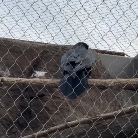 You may have noticed that Griddle the North American Porcupine has new neighbors, that are NOT crows! 👀 Meet the Ravens! 🐦‍⬛ You will likely hear them before you see them, as ravens are known for being very communicative with a wide variety of distinct calls and sounds. Ravens are extremely intelligent and are known to use tools to both obtain food and defend territories!
