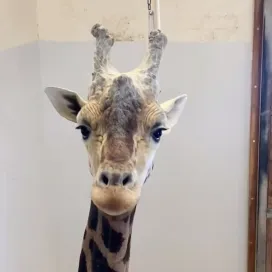 For some of the animals that cannot go out in the snow, the snow is brought inside to them! Jack didn’t know what to think of his frozen friend enrichment! ⛄️😂