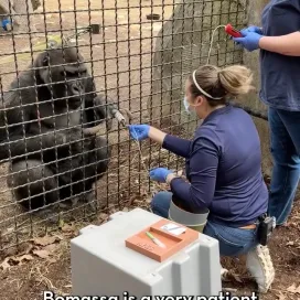 Not only is February the month of love, it’s also Heart Health Month, the perfect opportunity for us to highlight the incredible cardiac training that the gorillas participate in as a part of their care. 🫀 ❤️ 🦍
This is the first of three videos we will be sharing about how keepers work with gorillas to monitor their heart health. Bomassa is a pro at having his blood pressure taken! Regular blood pressure checks help keepers monitor for any signs of high blood pressure which can be indicative of heart disease. #HeartHealthMonth