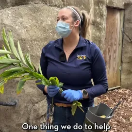 Right here at the Zoo, thanks to our incredible Horticulture Dept. we grow Aframomum—a tropical plant in the ginger family that’s a natural part of gorillas’ wild diet. Native to African rainforests, Aframomum produces leafy shoots, aromatic seeds, and fibrous stems that gorillas forage for in the wild. It’s packed with nutrients and adds important variety and enrichment to their meals. It’s one small but meaningful way we connect their care here to their life in the wild. 🌱