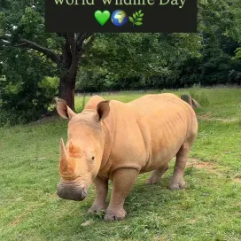 World Wildlife Day is a day for celebrating wildlife! From here at the North Carolina Zoo to the savanna‘s of Africa and beyond, we work to save wildlife and wild places. 🌍 Stick with us this week as we chat about the Zoo’s conservation work here in North Carolina, globally, AND how you can play a role in conservation!! 💙 #WorldWildlifeDay