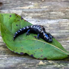During our #SalamanderSaturday series we’ve chatted lots about salamander surveys, data collection and conservation. Now, we’re taking a step back to share some fun & educational facts about this unique amphibian….
- North Carolina has the most salamander biodiversity in the world; meaning it’s home to more species of salamanders than anywhere in the world. ✨
- Some species of salamanders breathe and drink through their skin! 💧
- Many salamanders species can fully regenerate lost limbs, including muscle, bone and nerves all throughout their lives. 🌱