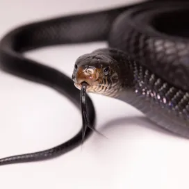Let's chat about the incredible Eastern Indigo snake, the longest non-venomous snake in North America, an apex predator, which can grow up to 9 feet long!
You may mistake one for a black snake, but don’t be fooled! Indigo snakes get their name from their dark coloration that reflects stunning shades of blue and purple in the sunlight. 💙🌞💜 They may also have a reddish hue on their chin, throat, and cheeks.
Unfortunately, Eastern Indigo snakes are a Threatened species due to habitat loss, primarily from agricultural and logging practices that fragment their preferred longleaf pine forest habitat. 🪵🌲 They are mainly found in Florida and Georgia, a small portion of their once large historical range.
At the North Carolina Zoo, we take pride in our breeding program as part of AZA’s SAFE Program to save Eastern Indigo snakes. Since 2017, we’ve been actively involved in breeding efforts and had 41‼️ baby indigo snakes hatch. Many of the snakes born in the breeding programs are transferred to other AZA-accredited zoos to become ambassadors for their species. You can see an Indigo for yourself at the Zoo in Cypress Swamp! 🖤