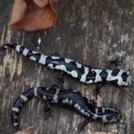 Check out these moments from a salamander survey to learn how to identify male and female marbled salamanders! 🦎 Identifying whether a salamander is a male or female, is crucial for gathering long-term population data during surveys. 📊 Male marbled salamanders typically display a brighter pattern, whereas females have a duller appearance and may appear gravid (carrying eggs).
#SalamanderSaturday #NCZOO.
