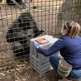 Hearth Health contines, it's time for a quick EKG with gorilla Bomassa!🫀🦍 Bomassa places his finger tips on electrode reader and holds for 30 seconds while the device records and transmits the electrical signals received from his pulse! ⚡️ The device checks for common heart rhythm irregularities, including atrial fibrillation (AFib), bradycardia, and tachycardia.