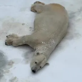 It doesn’t get better than Anana rolling in the icy snow for International Polar Bear Day! 🐻‍❄️ Today, February 27th, marks a special time of year when polar bear moms and cubs are snug in their dens. The denning period is the most vulnerable time in a polar bear’s life. And in a warming Arctic, polar bears face enormous challenges. Although Anana has never had cubs, she is still an incredible ambassador for her species. 🤍
As a member of Polar Bears International’s Arctic Ambassador Center Network, we are dedicated to raising awareness about polar bears and the threats they face from climate change. Check out the video that pops up on this reel around the 13 second mark for more on our partnership with PBI! @polarbearsinternational 🐻‍❄️
Not to worry: Anana’s shaved patches on her neck and paws from her recent annual vet exam, her fur will grow back!