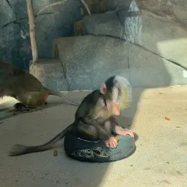 Enjoy this baby baboon cuteness to start your week off with a smile! 🥹🐒 Playtime and snack-time rolled into one! 😂