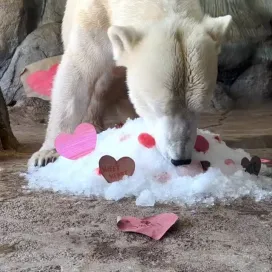 If there were a true “Diamond of the Season,” it would be polar bear Anana! 💎 🐻‍❄️ With her bright white coat and confident stride, Anana doesn’t just enter a space, she makes it hers. Like all polar bears, Anana is naturally solitary. In the wild, polar bears roam the vast Arctic alone, coming together only briefly for mating. And that’s part of what makes Anana so special. She’s independent, powerful, and perfectly content being a party of one. and we love her all the more for it. We adore our leading lady, today and every season. 💎🤍