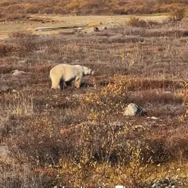 When the word ‘conservation’ comes to mind, you likely picture rangers tracking down poachers, thrilling wildlife rescues, and rehabilitation of wild animals. While these situations arise, the majority of conservation efforts involve lots of planning, paperwork, extensive research, and collaborative training. Boots are not always ‘on the ground’ in the way you’d imagine. Conservationists also spend time grant writing, reading policies, meeting with communities, and collecting data. Conservation is a team effort, requiring passionate individuals united worldwide to tackle complex challenges to protect wildlife & wild places. 💚🐾🌍