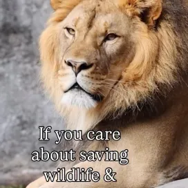 Saving wildlife and wild places, it’s the heart of what we do! 💚🐾