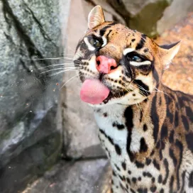 It is with heavy hearts that we share the passing of our remaining ocelot, Inca. At her advanced age of 21 years old, her dedicated care team had been carefully monitoring her health and quality of life for some time. The typical life expectancy for an ocelot in the wild is 7-12 years, increasing slightly to 15-20 years under human care.
Unfortunately, Inca began displaying more noticeable signs of decline after losing her long-time mate, Diego, in July 2025. Inca and Diego first met in 2006 at the San Francisco Zoo (where Inca was born) before moving jointly to the North Carolina Zoo in 2010. Together, the duo made a home in the Desert building, successfully rearing 10 kittens (born in 2007, 2009, 2011, 2016, 2018, and 2020) helping to combat a declining population of ocelots due to habitat loss, hunting, and traffic accidents.
Inca lived a long, full life filled with love and enriching experiences thanks to the extraordinary care she received from our staff over the years. Her absence is already felt by her keepers. She will be greatly missed not only by the Zoo staff but by the countless visitors who had the privilege of seeing her.
Keepers will miss Inca’s big personality. Though she may not always have been the easiest to see on habitat due to her amazing camouflage, she was one of the most “in-your-face” animals in the Desert. Whenever keepers were in the area—no matter where, or what they were doing— they knew Inca would be watching.
Inca would often be front and center with a lot to say. Other times, she chose to observe quietly from afar, with only a flick of an ear or a glint of an eye exposing her hiding place. Regardless, her outgoing personality meant she rarely stayed hidden for long!
Inca was always a bright part of her keepers’ day, and she will be dearly missed at our Zoo.🖤 🐾
At this time, we do not anticipate bringing another ocelot to Desert. The scenic outdoor habitat, where ocelots have resided since 2015, will now house white-nosed coati, a new species to the Zoo.