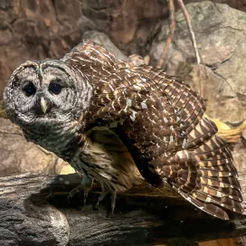 Long post ahead, but promise it's worth the read... 🫶🦉
We are deeply saddened to share the loss of Sam, our beloved barred owl and a quiet, steadfast presence at Streamside here at the Zoo. Sam came to us through our Wildlife Rehabilitation Center in 2002 after suffering a wing injury from a car strike. Though she could still fly, her flight was not strong enough for her to survive and hunt successfully in the wild, and so she found her forever home with us.
Already an adult when she arrived, Sam went on to live an extraordinary life, reaching an estimated 25 years of age. In the wild, barred owls typically live just 8–10 years. Her longevity was a testament not only to her resilience, but to the dedicated care she received over more than two decades.
Sam was cherished by many keepers throughout her life, but in 2019 she formed a particularly special bond with one keeper. This connection truly started to form in 2020 when he began working with her daily. Through patience and trust, he trained Sam to voluntarily enter her crate for transport, an important part of her care to make transport for medical procedures less stressful. She also learned to fly to a glove and perch calmly on a scale. But what made these behaviors so meaningful wasn’t just the training, it was the trust behind them. As a result of the close bond with her keeper, she was very willing to do what he asked of her in training sessions and loved to interact.
It was obvious that Sam favored this one keeper in particular, as she would start to call whenever he was around. She would call when she saw him through the glass of her habitat or when she heard his voice behind the scenes. She was what we lovingly call a “good morning and goodnight” animal, faithfully calling back when her keepers greeted her at the start and close of each day.
Caption is continued in the comments... ⬇️