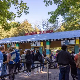 A quick, but important, reminder as we start to enter the busiest season of the year! Online tickets cannot be purchased for same day visits. From our website, “Online ticket sales must be made at least a day in advance of your expected visit; same-day online purchases cannot be processed.” 🎟️ Same day tickets can only be purchased at the admission gates. Last entry into the Zoo is always one hour before closing. You can head to our website to purchase your online tickets or click the link in our bio!