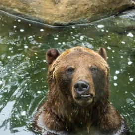 Ronan the Grizzly bear will be off habitat beginning tomorrow, Friday, March 13th. While his habitat is closed for pool maintenance, enjoy Ronan's funny faces while chillin' in the water! 😝🐻