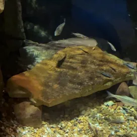 Can you spot the hellbender? 🧐
At first glance, the hellbender blends in seamlessly with the rocks they call home. Protect their habitat by respecting it; don’t move, take, or stack rocks along streams or rivers! Moving rocks can destroy the homes of hellbender salamanders, harm their eggs and disturb the many fish and insects that share their habitat!
Hellbenders (aka “water dogs” or “snot otters”) are harmless, nonvenomous, giant salamanders whose presence in the environment indicates good water quality! The Eastern Hellbender is a North Carolina state species of special concern, meaning they are a protected species under the law! So, if you spot a Hellbender, don’t disturb them! Instead, help monitor the species by reporting sightings to the North Carolina Wildlife Resources Commission at (919) 707-0050.