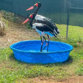 You may or may not know that there are animals at the Zoo that are not on guest facing habitats or kept “behind-the-scenes”, but why? 🤔
Many AZA-accredited zoos and aquariums are part of breeding programs for specific species. Here at the North Carolina Zoo, we have a variety of bird species that are behind-the-scenes for this reason. But how can you see them? That’s where social media comes in! We are able to share things that you might now know about or see on your Zoo visit. ✨
Twice a month, we will be highlighting our behind-the-scenes avian friends here at the Zoo. Starting us off strong is this iconic duo: Tony and Pepper, the Saddle-billed Storks. Tony and Pepper have been together for almost 12 years now and do not like to be far from one another. Even though they have a breeding recommendation from the Species Survival Plan (SSP) for their species and build a nest every year, they have not yet had any chicks. Saddle-billed storks are native to Africa and are considered Near Threatened with a decreasing wild population. 🌍
The easiest way to tell them apart here is to look at their eye color! Females have yellow eyes and males have dark brown or black eyes. We will be sharing more of this duo coming up on Stork Day, so stay tuned for more about Tony and Pepper. ❤️💛