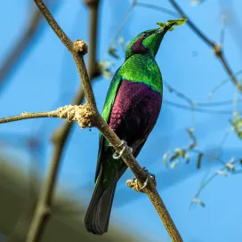 Sorry, you can’t pinch our Emerald Starling today—they’re always this lovely shade of green! 💚 Have you got your green on today? 👀 ☘️✨