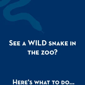 If you spot a snake during your visit to the Zoo, don’t worry — just give it some space! Follow these steps to call in wild snake sightings in guest areas at the zoo! The snakes in our habitats are secure, but the Zoo is also home to wild native snakes that sometimes pass through. Whether in the Zoo or out in nature, remember to respect snakes and observe from a safe distance. 🐍