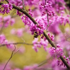 Check out these magical Spring Break Day Camp opportunities at the Zoo! ⬇️ 🌸
✨ Enchanted Grounds - 4/7, Kidzu, 3rd-8th grade - Some magic is hidden right at our feet! Come along as we discover what animals occupy our own backyards, with a special focus on our friends living in the dirt! This relaxing day will encourage natural inquiry and environmental observations. *Kidzu camps are designed for 3rd-8th graders with Autism, ADHD, or campers who need a smaller group size and a more guided, sensory-sensitive experience!*
🪄 Now You See Me - 4/8, K-2nd grade - Spring is bringing some magical changes! Colors are reappearing and some animals are getting a whole new look. Hey… where did that caterpillar go? Join us in discovering how nature likes to play tricks!
👁️ One of A Kind - 4/9, 3rd-5th grade - Oddities and disappearing acts! Today will be full of unique animals and species that deserve a watchful eye. We will highlight how endemic species can be dramatically impacted by single events, conservation efforts for critically endangered animals, and the magic of caring!
🦄 Mythical Beasts - 4/10, 6th-8th grade - Is it a chubby unicorn? A mini dragon? Werewolves or vampires? Spend the day investigating where myths and legends intersect with nature. Come prepared to use some imagination as we enter the magical world of the North Carolina Zoo!
All times are 9am-4pm for $75 (unless otherwise noted), morning and afternoon snack provided. Lunch is not included.
🔗 See our website for more info! https://www.nczoo.org/education/camps/seasonal-day-camps