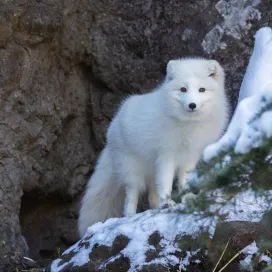 Goodbye winter, hello spring! Swipe for snow day photos & fresh spring blooms! ➡️ 🌸 ✨