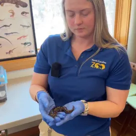 Did you know today is World Salamander Day? 🤩 If you’re enjoying this #SalamanderSaturday series, come see us in-person to learn more about these unique amphibians! Our May 2nd Salamander Saturday is a free event, included with Zoo admission, to celebrate salamanders with crafts, games & education. We hope to see YOU in KidZone on THE Salamander Saturday! 💚