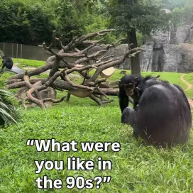 The North Carolina Zoo in the ‘90s…✨👀
In 1990, Stedman Education Building completed construction. ✏️
In 1993, Desert became the first exhibit in North America to open.🌵
In 1994, North America region opened to the public. 🌎
In 1995, Grizzly bear, Black bear, Prairie and Red Wolf habitats opened. 🐻
In 1996 Streamside opened in North America. 🌿
…and so much more!!