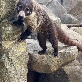 Sharing some coati cuteness with you on this sunny Friday! 👀 🌞 💕
Welcome this dynamic duo to our Zoo! Twig and Willow are white-nosed coati, pronounced koh-WAH-tee. The male, Twig, came to us from Brevard Zoo, and female, Willow, from El Paso Zoo. We are excited to have this species back at the Zoo!
Coati are diurnal, meaning unlike their relative the raccoon, they are active during the day. These social mammals are known to be curious and active, spending time grooming one another and using their long snouts to dig in search of a favorite snack… bugs! They are excellent climbers, so be prepared to look for them all around their habitat.
Give them a warm welcome on your next visit to the Desert!