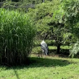 Happy Stork Day! 🤍
Saddle-billed storks have several methods for eating bugs including catching them out of the air or plucking them out of the water, both seen in this reel. Tony is trying his best to catch some mid-air bugs! 🪰 Pepper joins him as they both eat crickets out of their pool. 🦗 This is an excellent example of how keepers provide different types of enrichment to encourage natural foraging behaviors. Saddle-billed storks will also dig up bugs out of the ground with their long bills. 🌱