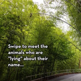 Animals at the North Carolina Zoo who are “lying” about their name… 😂
Inspired by our friends at Virginia Zoo!