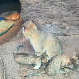 The sand cat kittens are growing so fast! They recently had a check-up and we are excited to share that we have one boy and one girl! 😻 Stay tuned for updates on their names 👀