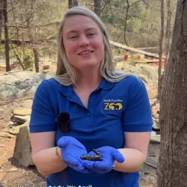 It’s #SalamanderSaturday again! 💚 April is here to introduce you to another animal ambassador friend, the Marbled salamander! The Marbled salamander is one of North Carolina’s State amphibians, as well as the Pine barrens tree frog.
Amphibians are indicators of their environment, their permeable skin and dual-stage life cycles make them extremely sensitive to pollution and environmental changes. As they take in toxins from their environment, a decrease in their health or population acts as an indicator of changes to the ecosystem.