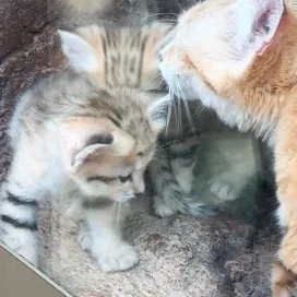 Spring break season is upon us… We are not ‘kitten’ when we say this weekend will be busy! Consider arriving early or carpooling, and check our website & social pages for the latest updates. In the meantime, enjoy this video of Sahara grooming her two kittens! 💕
