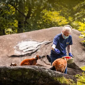 Did you know? The North Carolina Zoo is a part of the State of North Carolina! One of only 2️⃣ state-supported zoos in the nation. The North Carolina Department of Natural and Cultural Resources takes care of the things that people love about North Carolina, literally from A to Z! The Arts to the North Carolina Zoo, and so much else – parks, aquariums, historic sites, archaeology, African American Heritage Commission, science and history museums, the State Symphony, Library, and Archives, historic preservation, land and water stewardship, and more. These places, and the ideas they represent, create a shared identity among us as North Carolinians. We are proud to be a division of DNCR! 💚