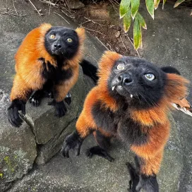 Red-ruffed lemurs are not only iconic in their color, they have some cool fun facts: (The last one is our favorite) 😍
🌏 They are critically endangered and found only in Madagascar.
🫐 Their diet is primarily fruit.
🌼 As lemurs, they are among the world's largest pollinators.
🌳 They are arboreal, meaning they spend most of their life in trees.
🦷 Teefs.