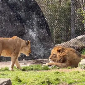 Today is National Zoo Lovers Day! So, it’s only fitting that “Zoo Lovers” Haji and Mekita invite you to visit them on your next North Carolina Zoo adventure! Aren’t they purr-fect together?? 💕 🦁
#ZooLoversDay