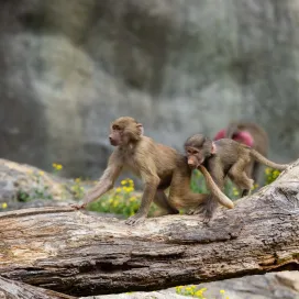 Spring is here and we couldn’t be happier! Check out some of our best Zoo tips to make the most of your springtime visit:
🌸 Spring is a busy time at the Zoo! Keep an eye on our social media and website for the latest parking & operations updates.
👟 Dress for outdoor weather and wear comfortable shoes; spring can be chilly, so layer up!
🦓 Some animals are more active in the mornings, so arrive early! Animals are not visible from the tram, unless you’re looking for squirrels…👀
💐 Rentals are first-come, first-served. Strollers and ECVs available at Earth Explorer and Safari gift shops.
🚐 Shuttle service from North America parking lot to Africa parking lot runs 11:00 a.m. - 5:30 p.m. If you enter the park one way and exit the other, take this shuttle back to your desired parking lot!