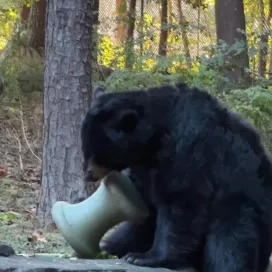 Which animal did you get? Share in the comments below ⬇️✨
It’s #NationalWildlifeWeek and we wanted to highlight some of the species that call North Carolina home! From Black bears to salamanders, NC is home to a remarkable array of animals. The state’s unique climate and diverse habitats create a special environment for wildlife to thrive. From mountains to beaches, North Carolina truly has it all! 💚
